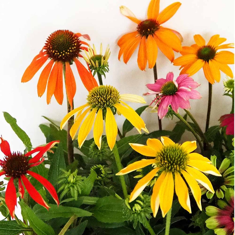白花ヤマボウシ 【庭木 5～6号ポット苗／1個売り】｜ 【植物の