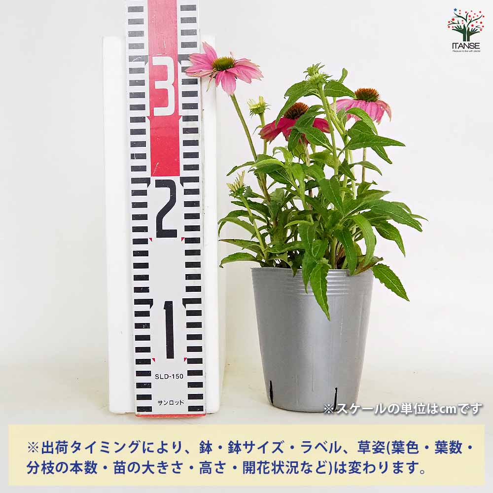 エキナセア 花色MIX見計らい 【花苗 3.5号】｜ 【植物のITANSE
