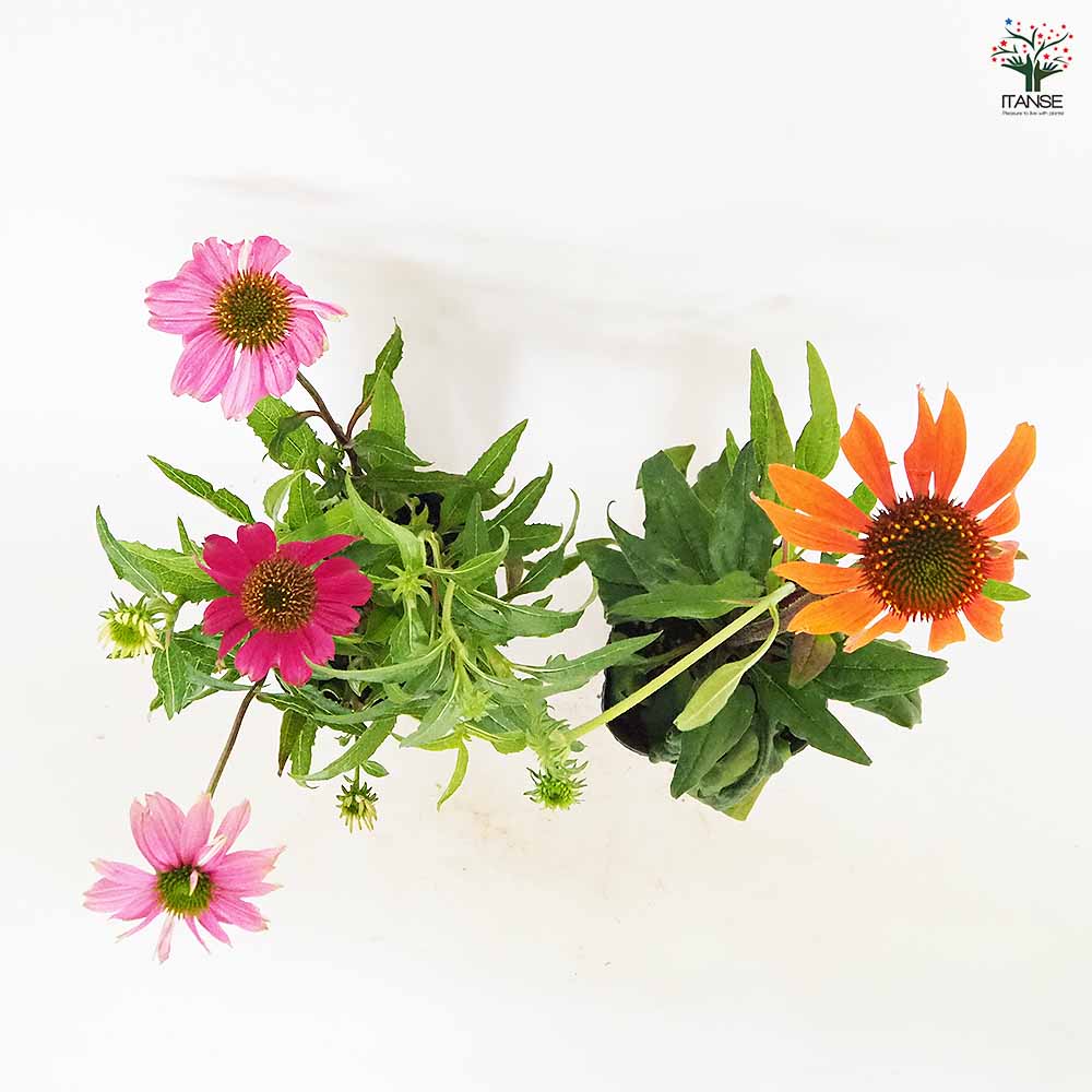 エキナセア 花色MIX見計らい 【花苗 3.5号】｜ 【植物のITANSE