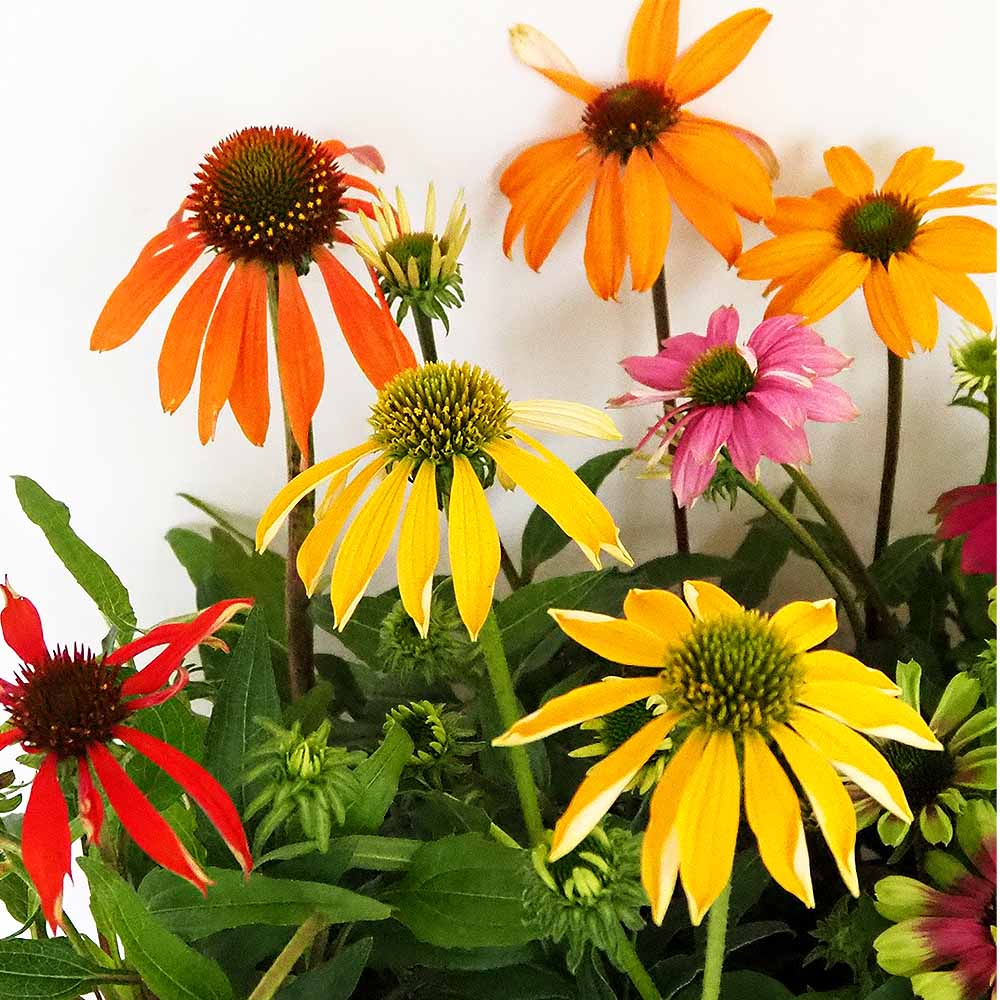 リセ　旧Lycee 日花エポナデッキ リセ 旧Lycee 日花エポナデッキ リセ 旧Lycee 日花エポナデッキ