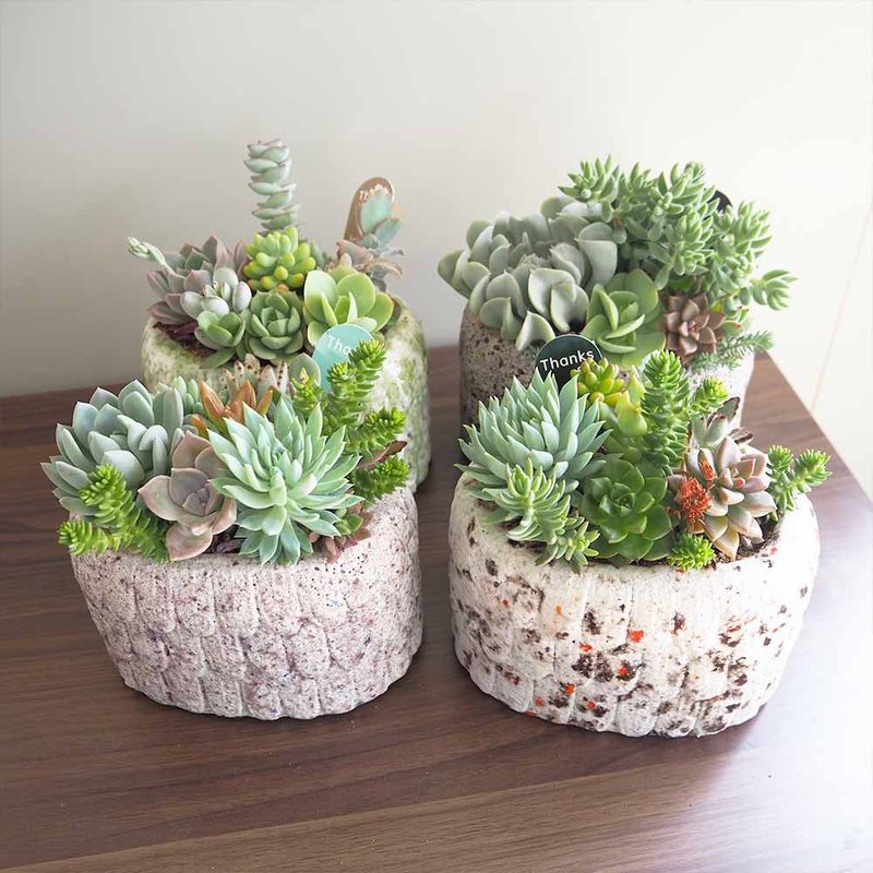 多肉植物 寄せ植え いろいろ Floro (@ishiguroikue) • Instagram photos and videos