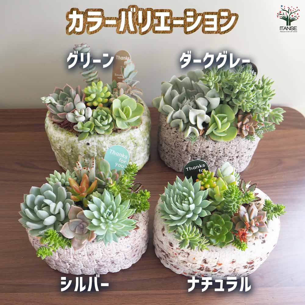 多肉寄せ植え フリルズシリーズ 【多肉植物】｜ 【植物のITANSE