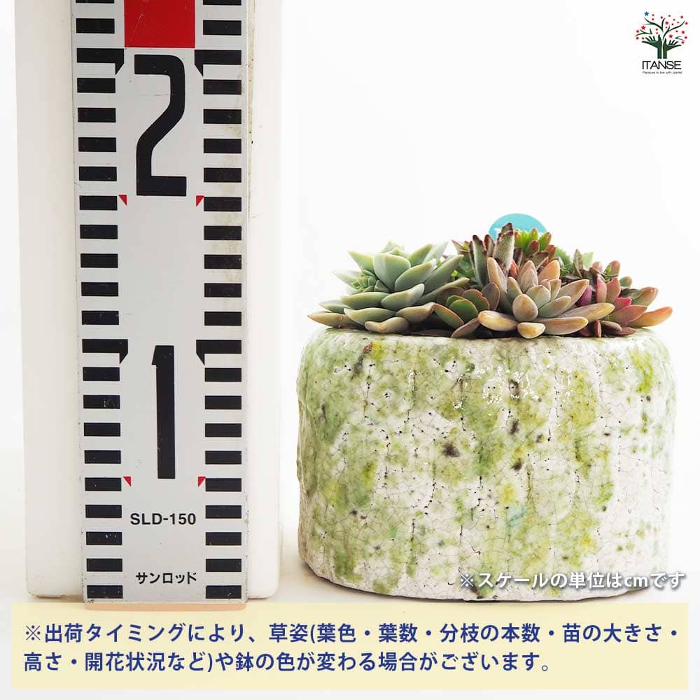 多肉寄せ植え フリルズシリーズ 【多肉植物】｜ 【植物のITANSE