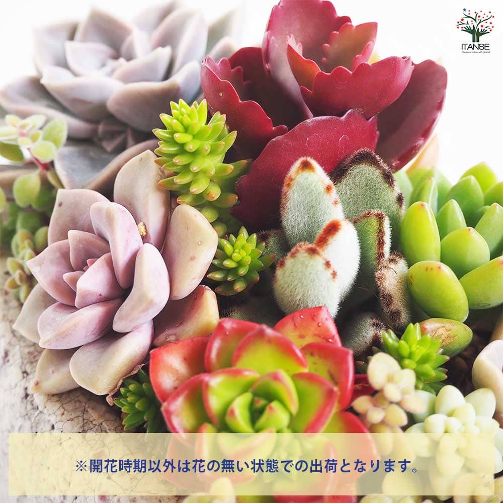 多肉寄せ植え フリルズシリーズ 【多肉植物】｜ 【植物のITANSE