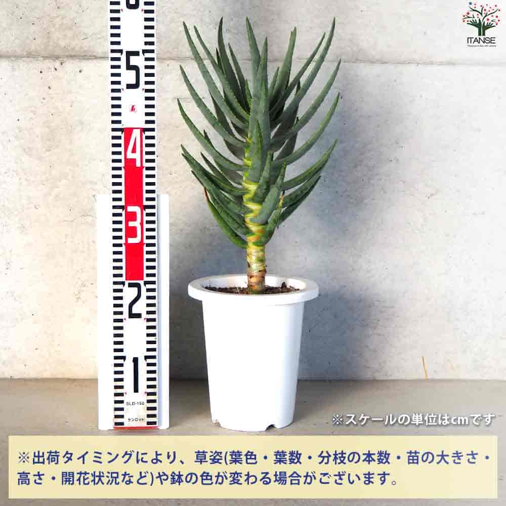 アロエ ディコトマ 【多肉植物 6号／1個売り】｜ 【植物のITANSE