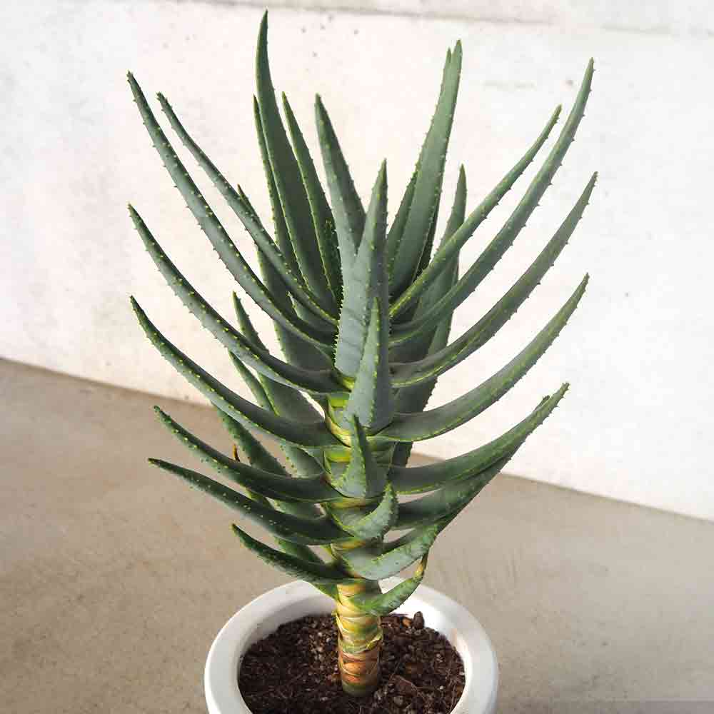 アロエ ディコトマ 【多肉植物 6号／1個売り】