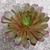 センポニウム シエナ 【多肉植物 4号】|センポニウム|多肉植物