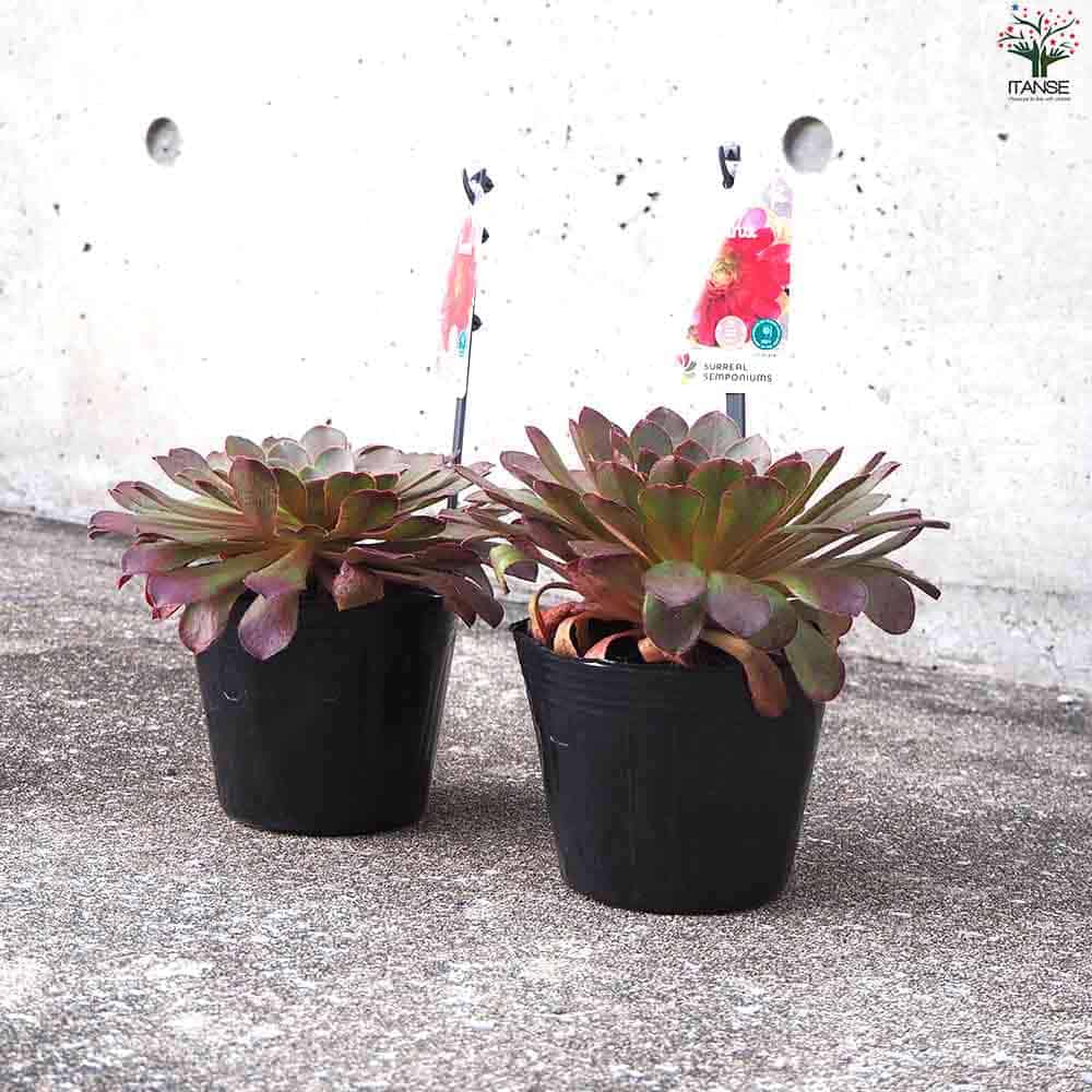 多肉植物 赤と緑の四角形鉢*4 センポニウム シエナ 【多肉植物 4号】｜ 【植物のITANSE