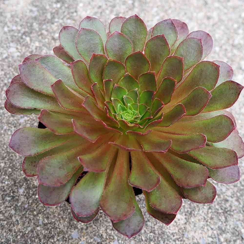 【希少苗❣️】多肉植物　青典牡丹　4号ポットのまま 4号｜豊明卸問屋ドットコム