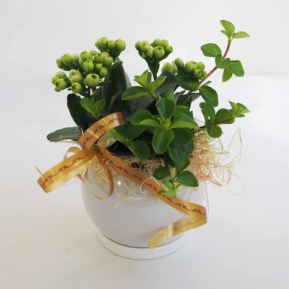 カランコエ パリ 寄せ植え丸鉢 【多肉植物 5号／1個売り】