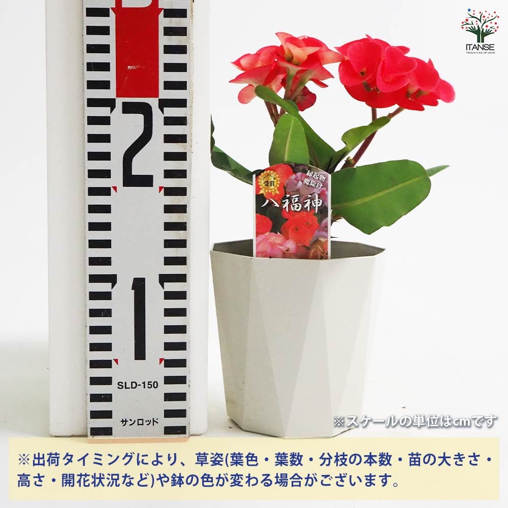 ハナキリン 八福神 ピンク系色mix 【多肉植物 4号】｜ 【植物の