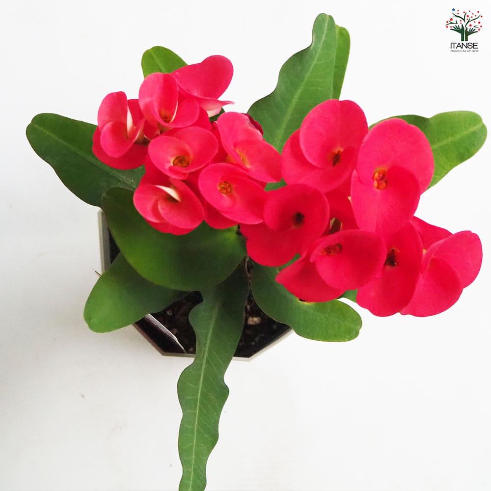 八福神　ピンク珊瑚 Amazon | [大倉珊瑚店] 深海珊瑚 ブローチ ピンク サンゴ さんご