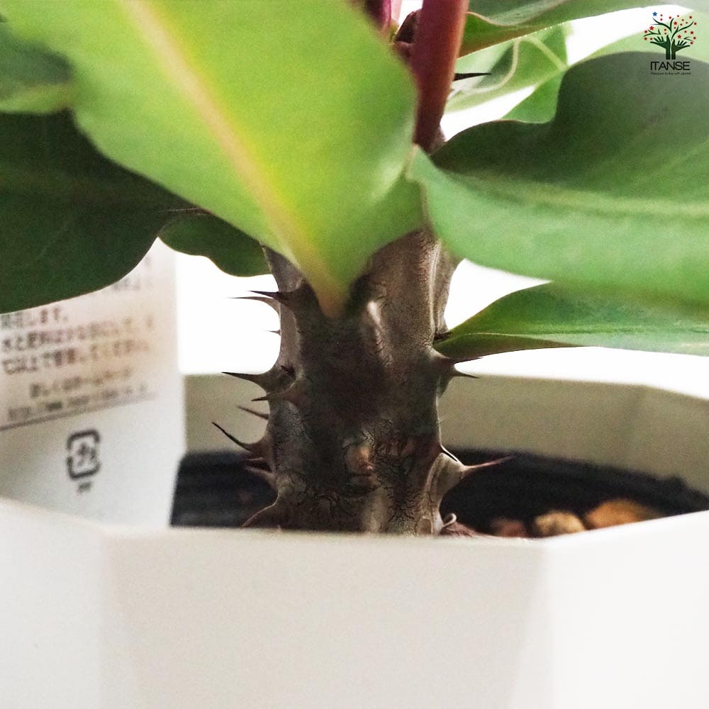 ハナキリン 八福神 ピンク系色mix 【多肉植物 4号】｜ 【植物の