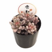 セダム 雫玉 【多肉植物 2号】|多肉植物