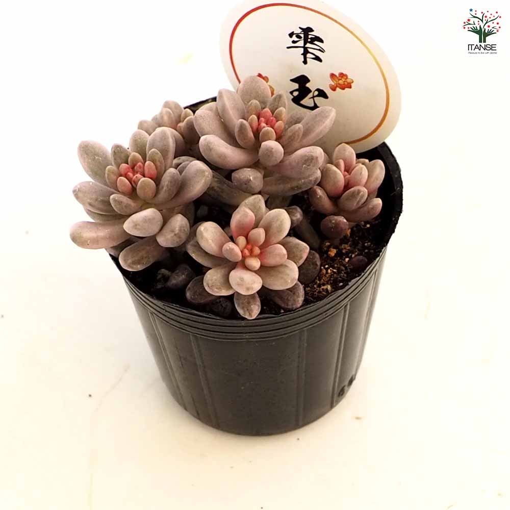 セダム 雫玉 【多肉植物 2号】｜ 【植物のITANSE】全品送料無料