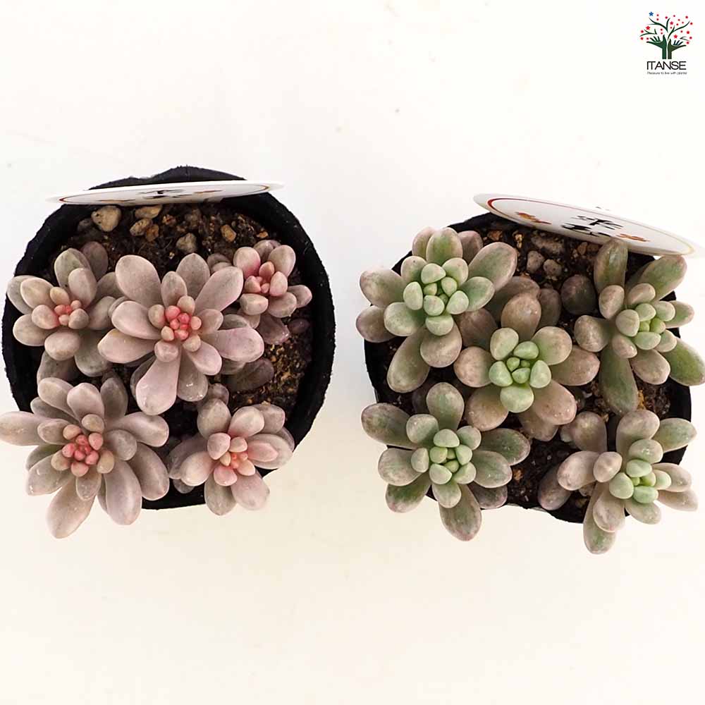 セダム 雫玉 【多肉植物 2号】｜ 【植物のITANSE】全品送料無料