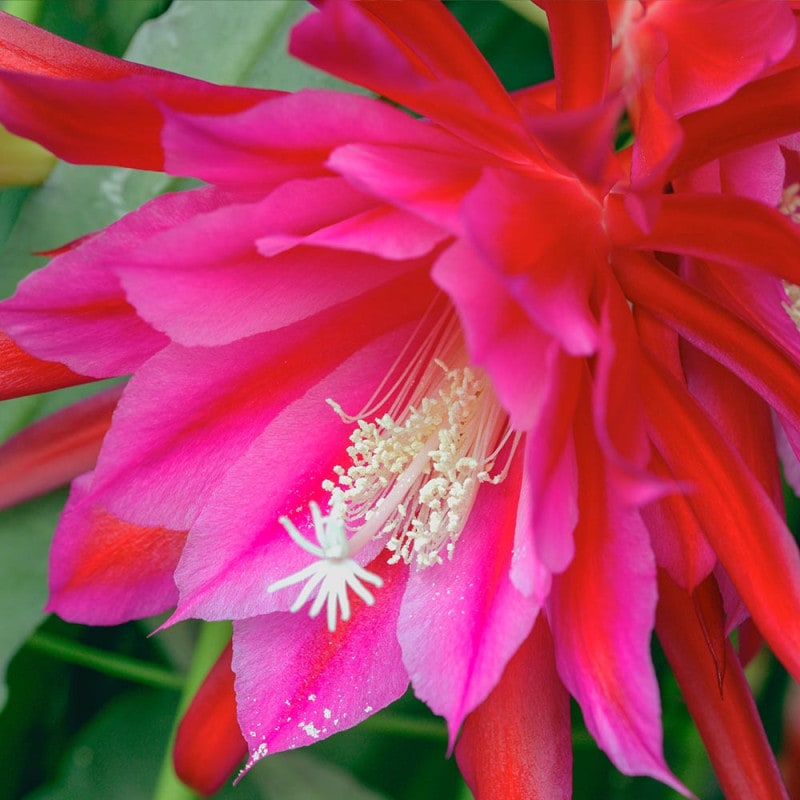 孔雀サボテン 赤 【多肉植物 5号／1個売り】｜ 【植物のITANSE