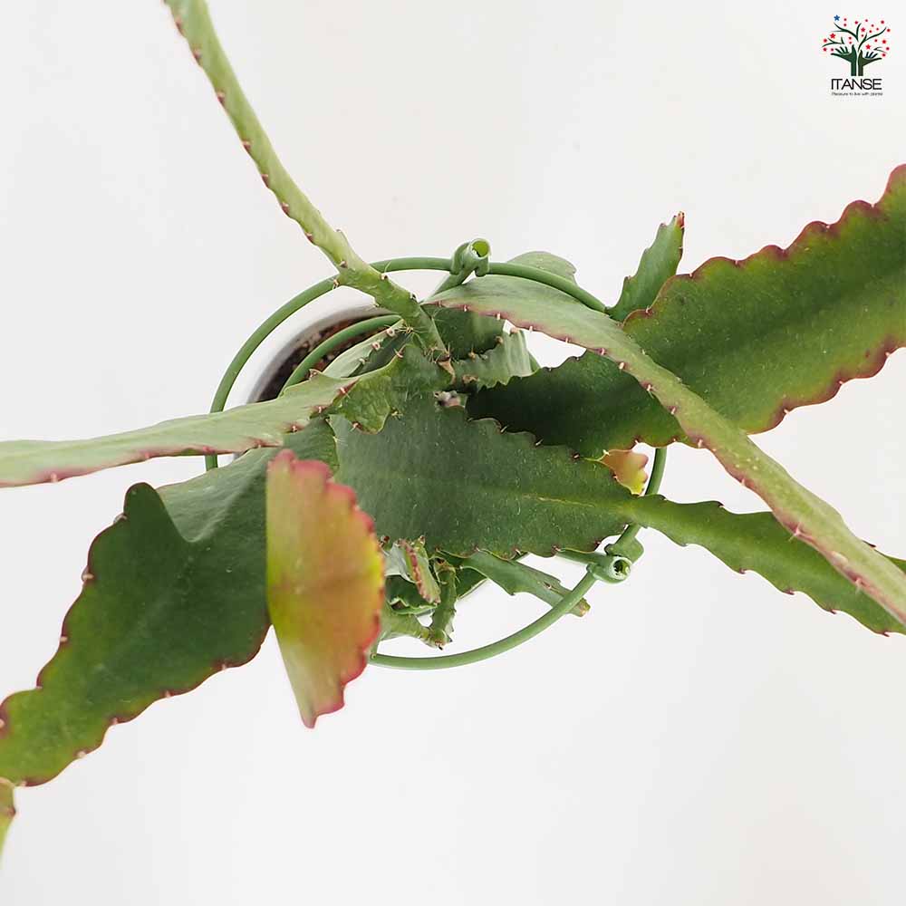 孔雀サボテン 赤紫 【多肉植物 5号／1個売り】｜ 【植物のITANSE