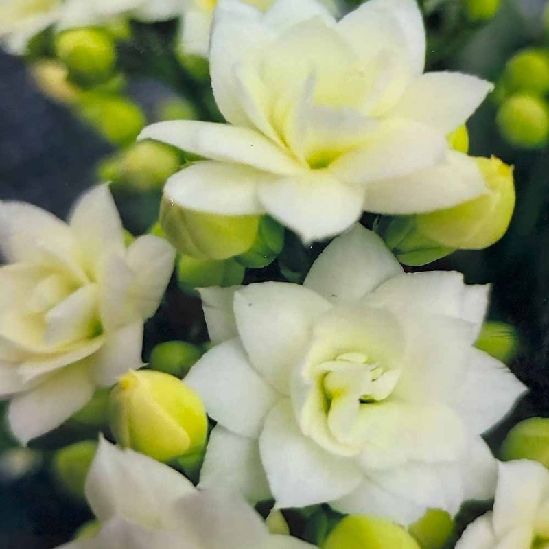 カランコエ｜【植物のITANSE】全品送料無料・即出荷!