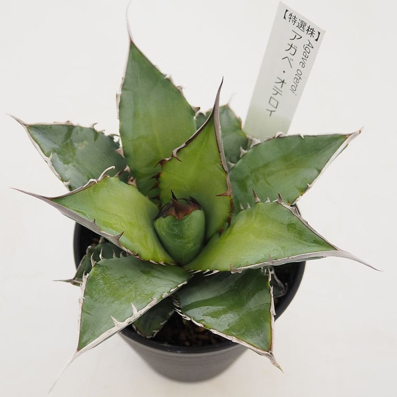 アガベ モンタナ 【多肉植物 4号／1個売り】｜ 【植物のITANSE