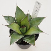 アガベ オテロイ 【多肉植物 3.5号／1個売り】|多肉植物