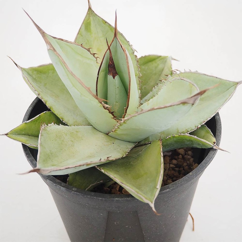 アガベ チタノタ ホワイトアイス 【多肉植物 3号】｜ 【植物の
