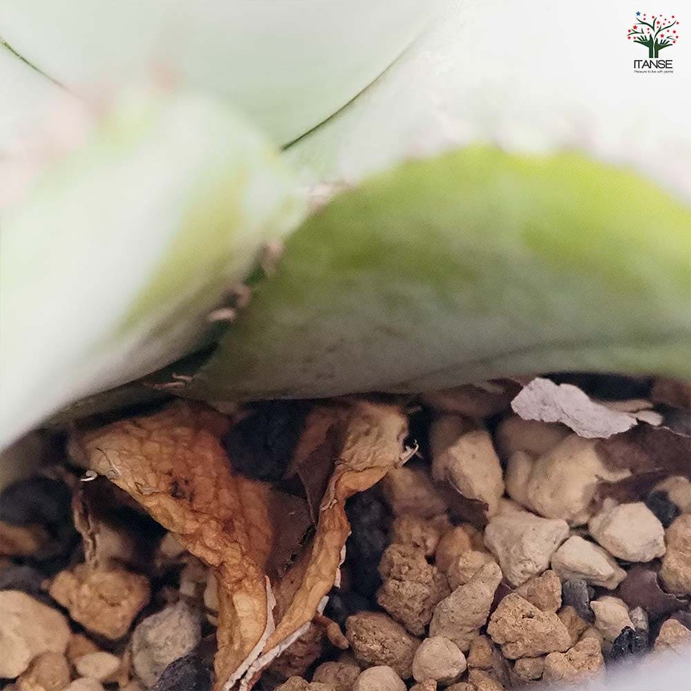 アガベ ホワイトアイス 【多肉植物 5号／1個売り】｜ 【植物の