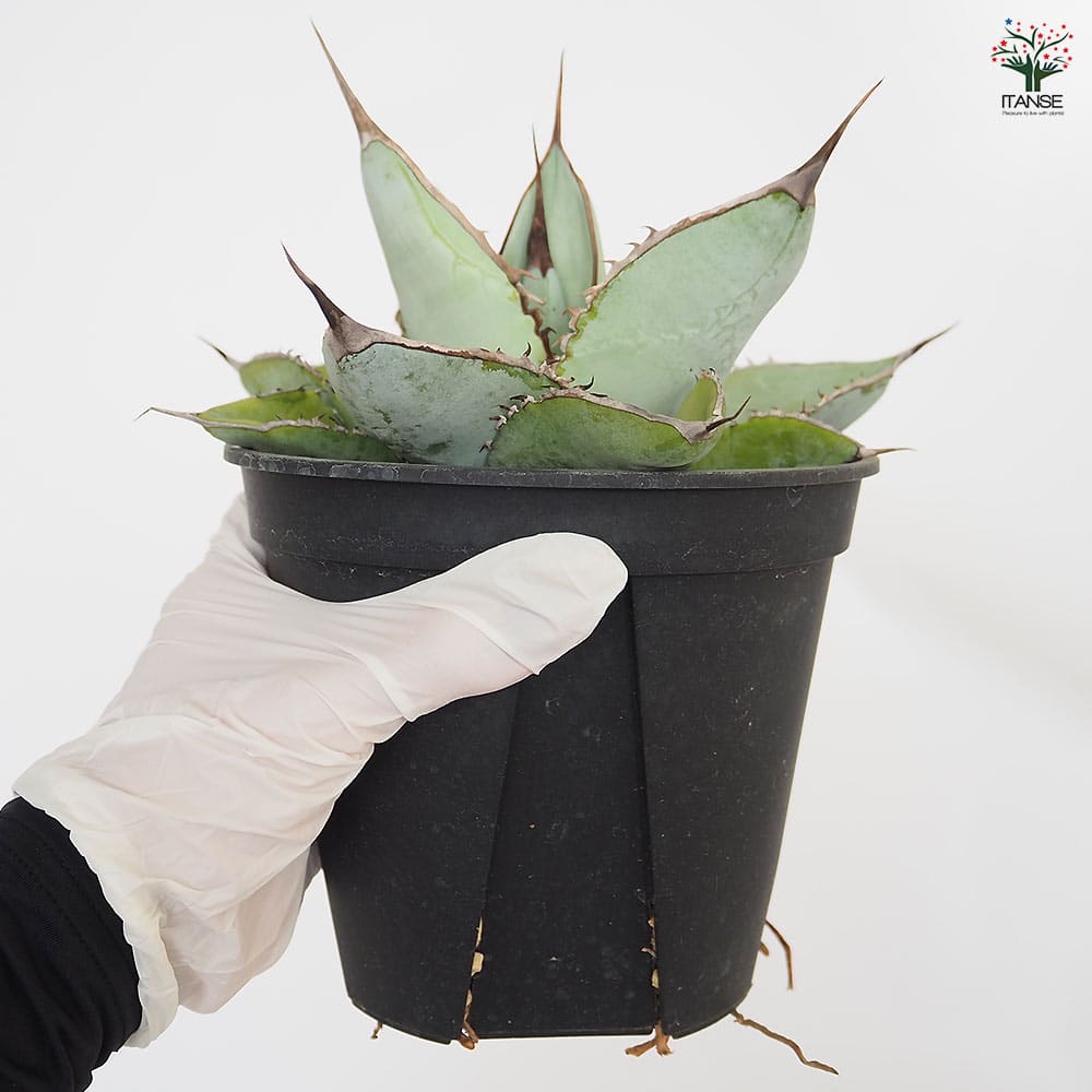 アガベ ホワイトアイス 【多肉植物 5号／1個売り】｜ 【植物の