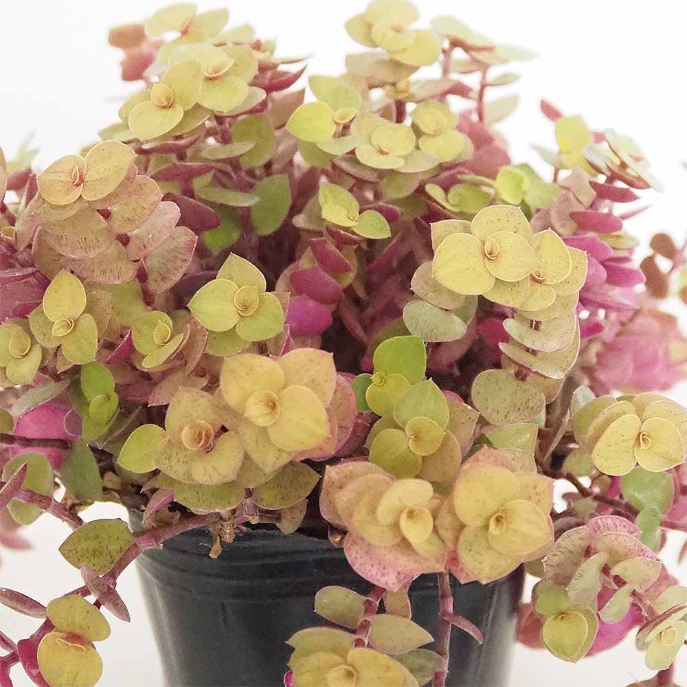 カリシア レペンス(桜色カリシア) 【多肉植物 3号】