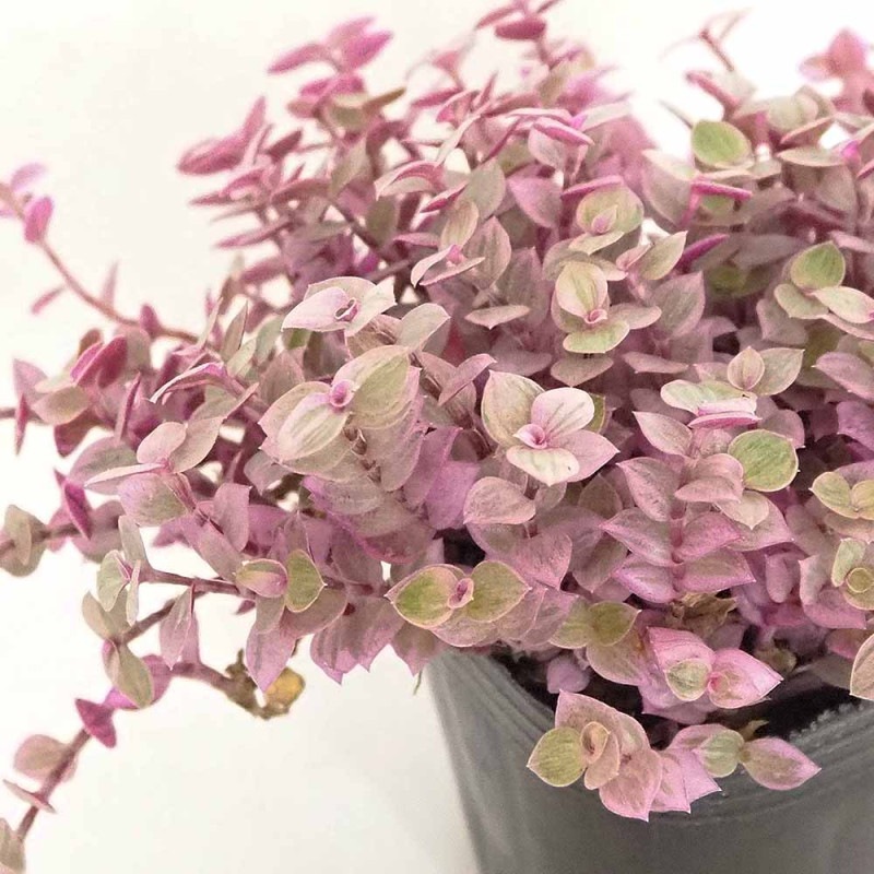 カリシア ロザート【観葉植物 4号鉢】｜ 【植物のITANSE】全品