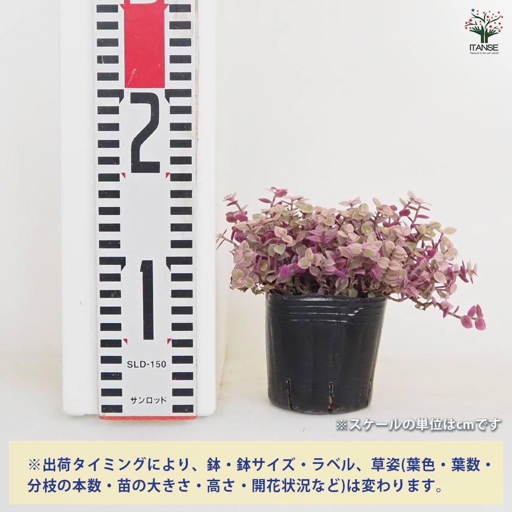 カリシア ロザート(桃色カリシア) 【多肉植物 3号】｜ 【植物の