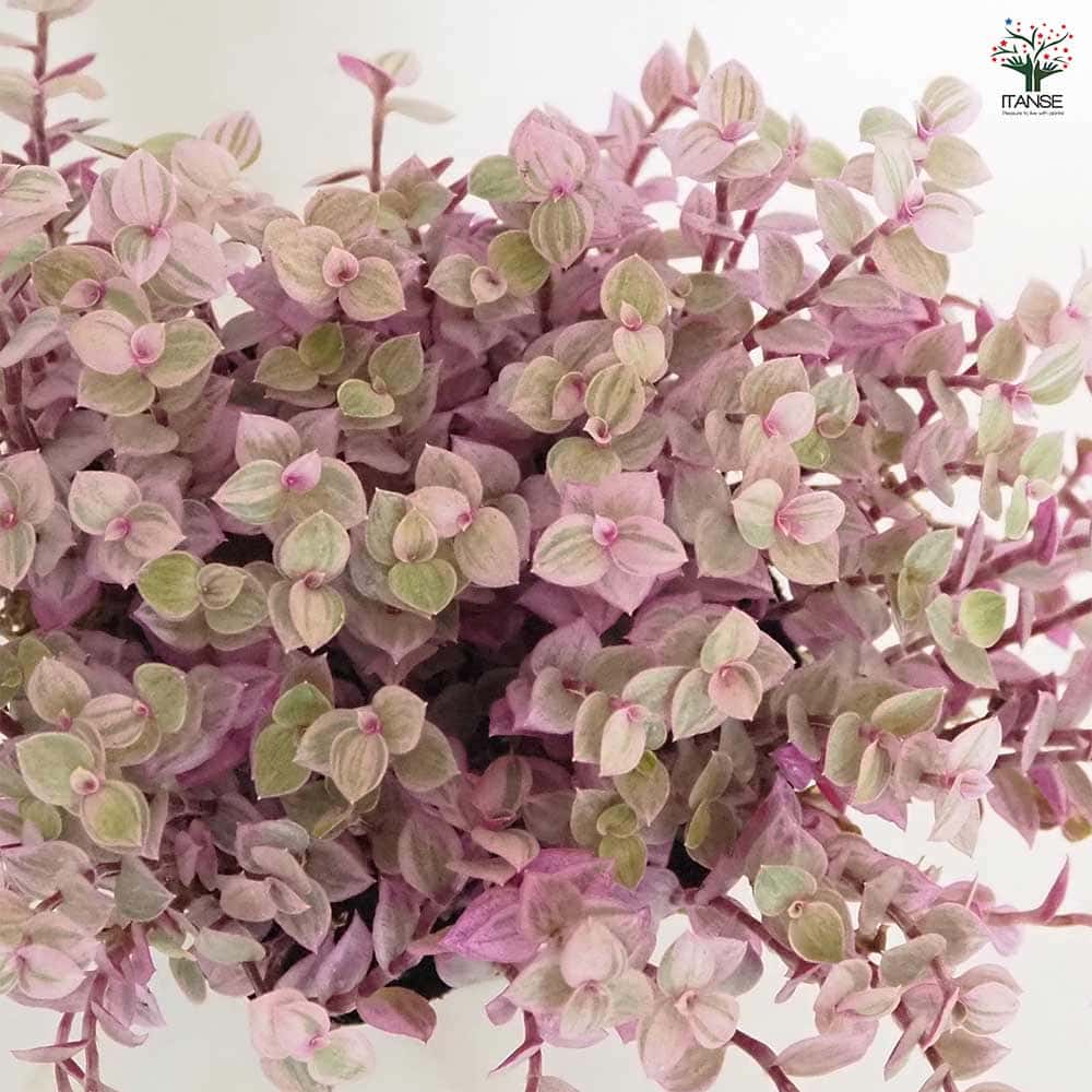 シダレ花桃の木（曲がりありカッチョイイサイズ） 園芸ネット本店｜桜：仙台枝垂れ（センダイシダレ）6号ポット の通販