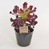 黒法師錦(クロホウシニシキ) 【多肉植物 3.5号】|センポニウム|多肉植物