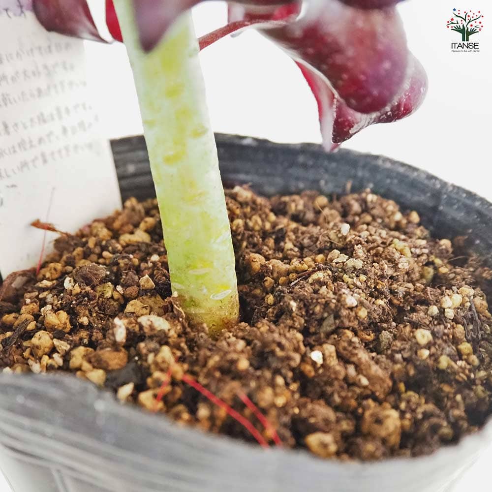 多肉植物 ブラックストライプ錦 D 超高級苗♡ブラックストライプ錦♡ 【公式通販】