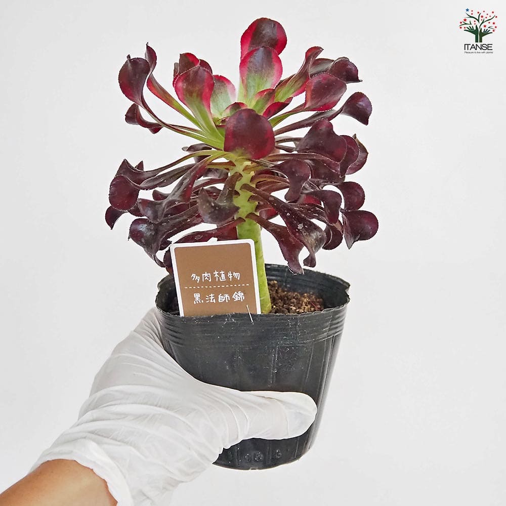 黒法師錦(クロホウシニシキ) 【多肉植物 3.5号】｜ 【植物の