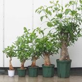 バオバブ セネガル産 【観葉植物 2L〜】|観葉植物