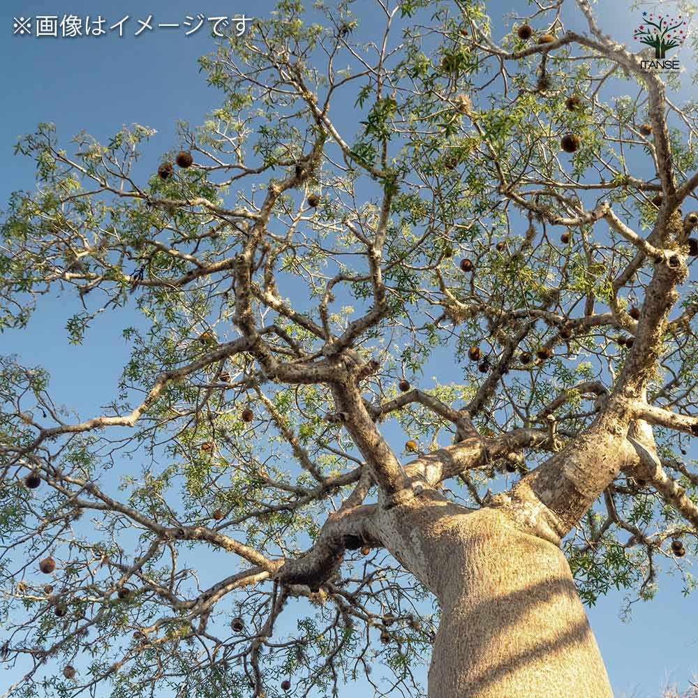 バオバブ セネガル産 【観葉植物 2L～】｜ 【植物のITANSE