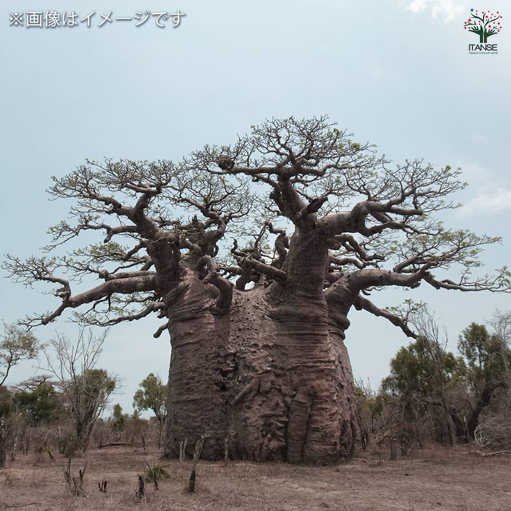 バオバブ セネガル産 【観葉植物 2L～】｜ 【植物のITANSE】全品
