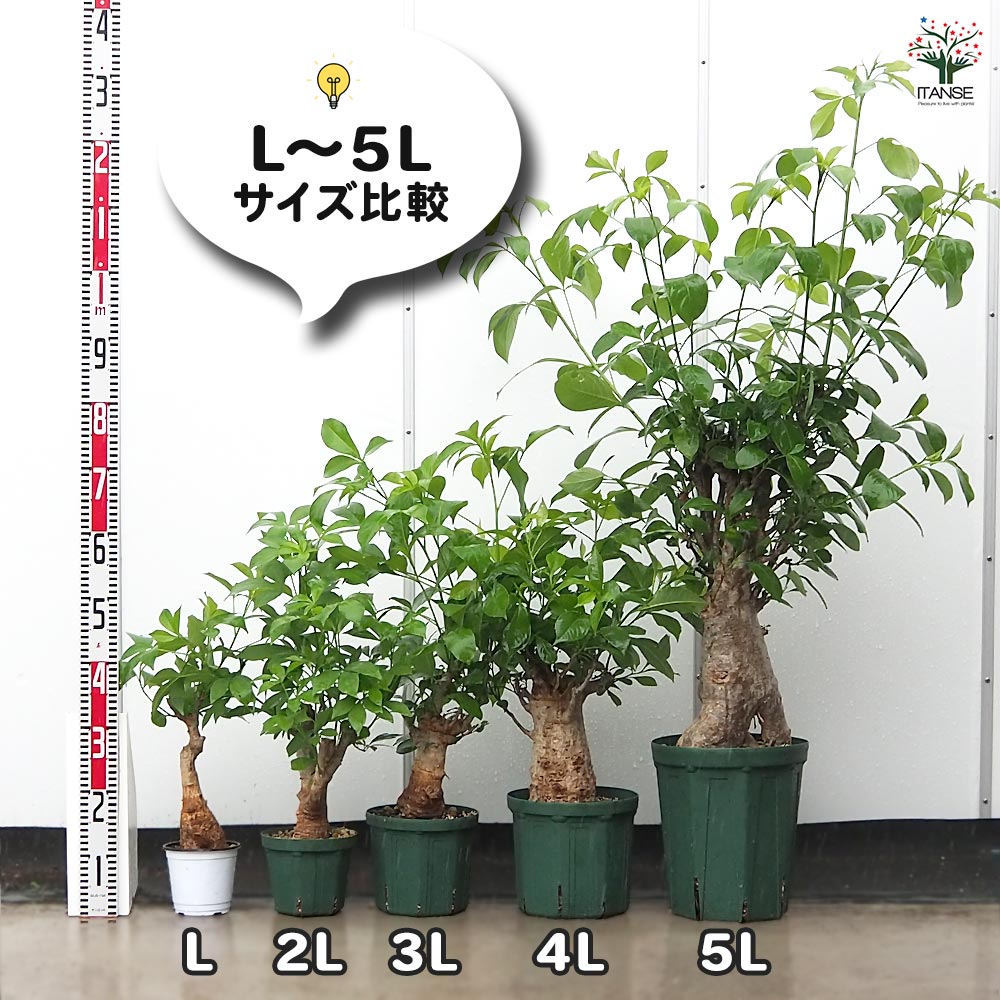 バオバブ セネガル産 【観葉植物 2L～】｜ 【植物のITANSE