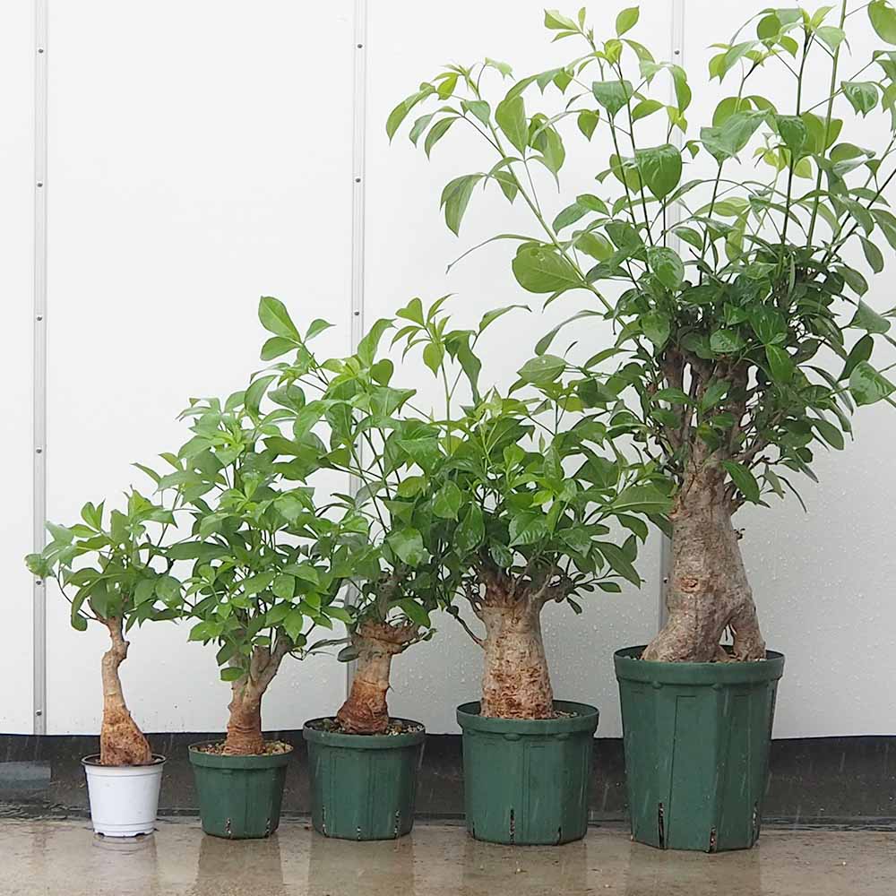 バオバブ セネガル産 【観葉植物 2L～】｜ 【植物のITANSE