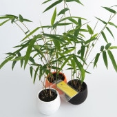 鳳凰竹(ホウオウチク)  短冊付き【観葉植物 3号】七夕 ねがいごと|観葉植物