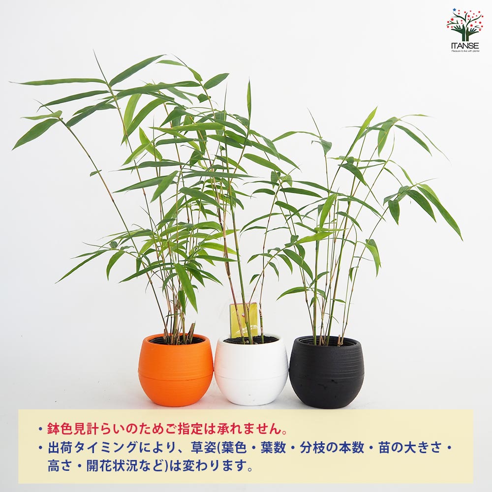 鳳凰竹(ホウオウチク) 短冊付き【観葉植物 3号】七夕 ねがいごと