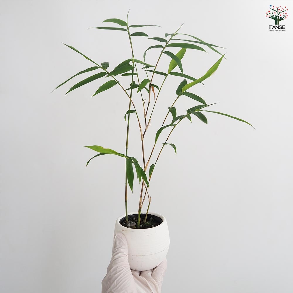 鳳凰竹(ホウオウチク) 短冊付き【観葉植物 3号】七夕 ねがいごと