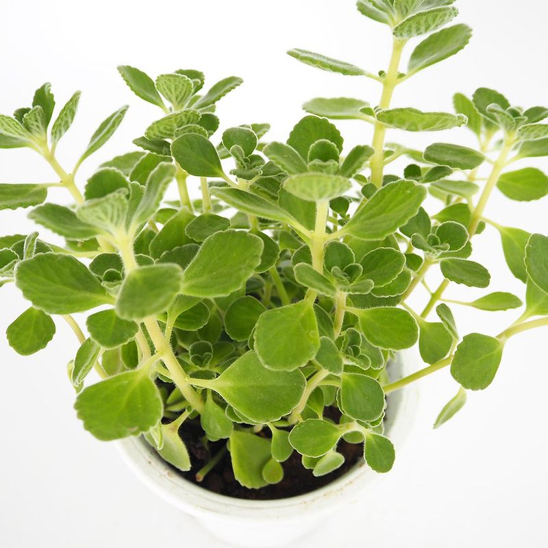 おまとめ全3点 ベルベットクローク スモークツリー 苗 苗木 雌株 おまとめ全3点 ベルベットクローク スモークツリー 苗 苗木 雌株 お