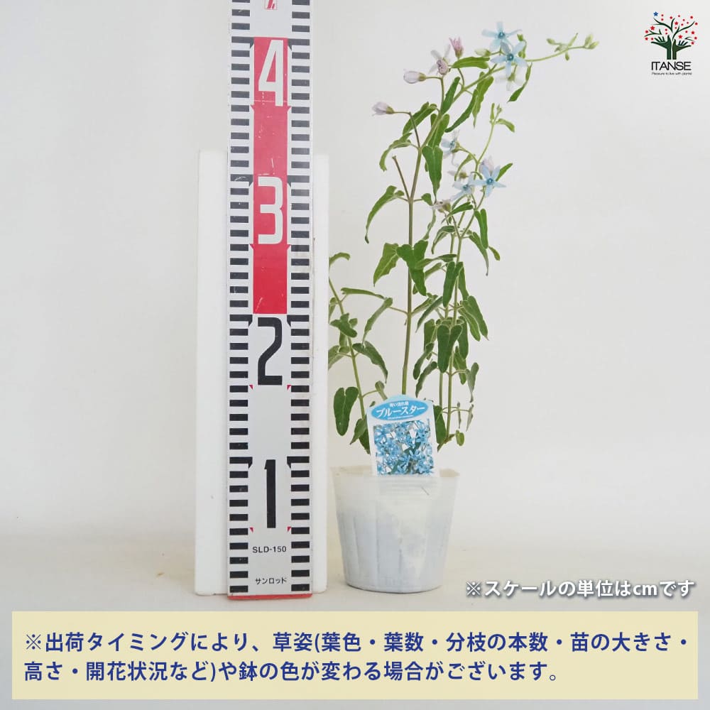オキシペタラム ブルースター 【花苗 3.5号】｜ 【植物のITANSE