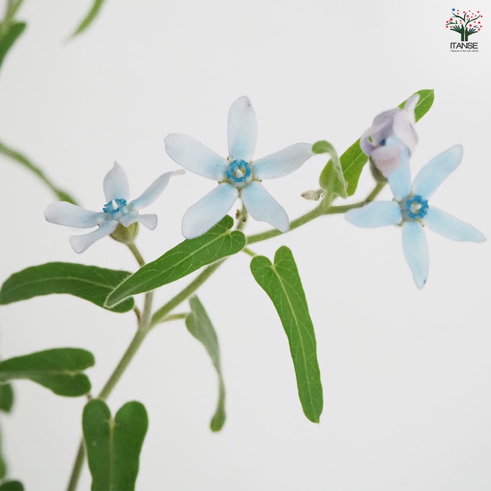 オキシペタラム ブルースター 【花苗 3.5号】｜ 【植物のITANSE