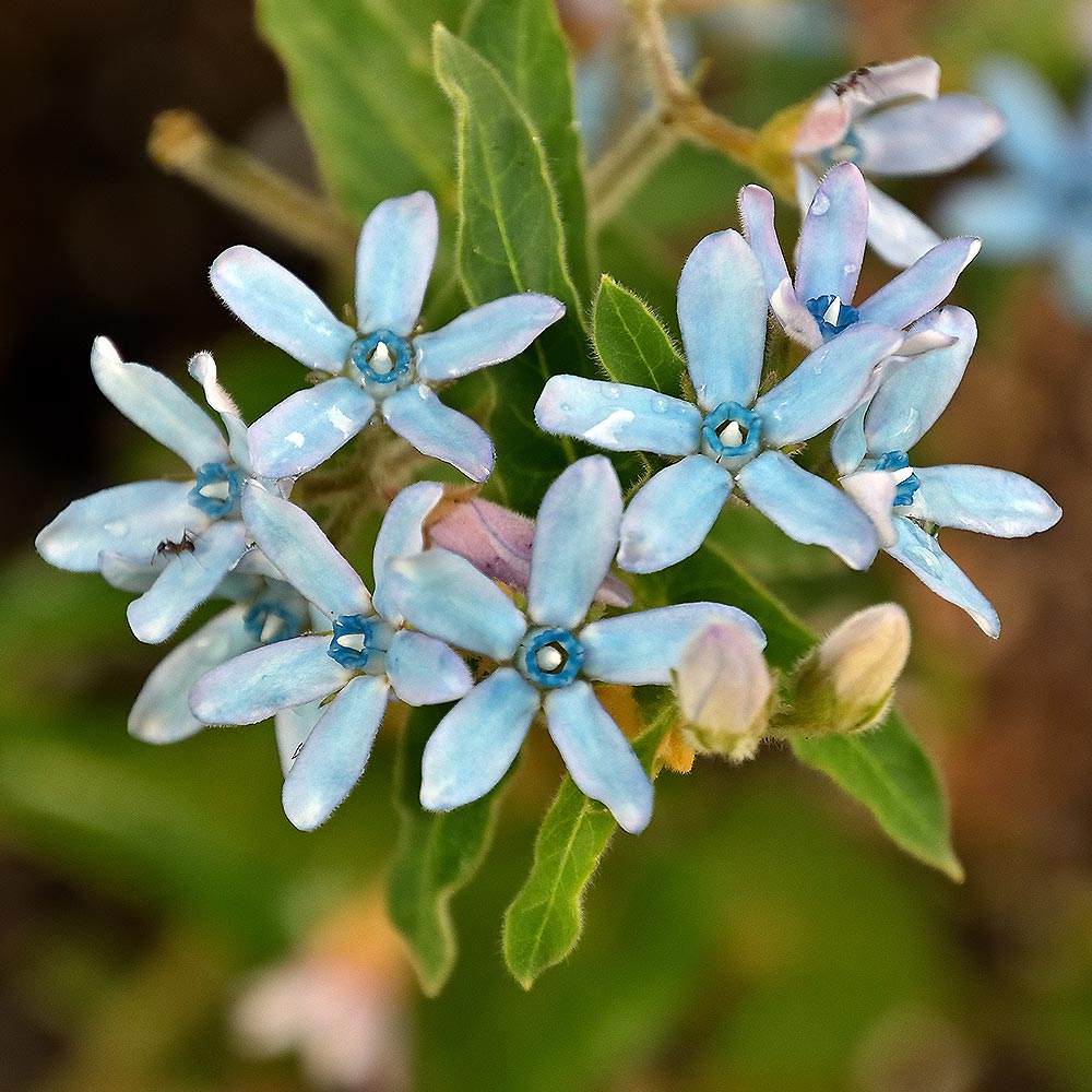 オキシペタラム ブルースター 【花苗 3.5号】｜ 【植物のITANSE