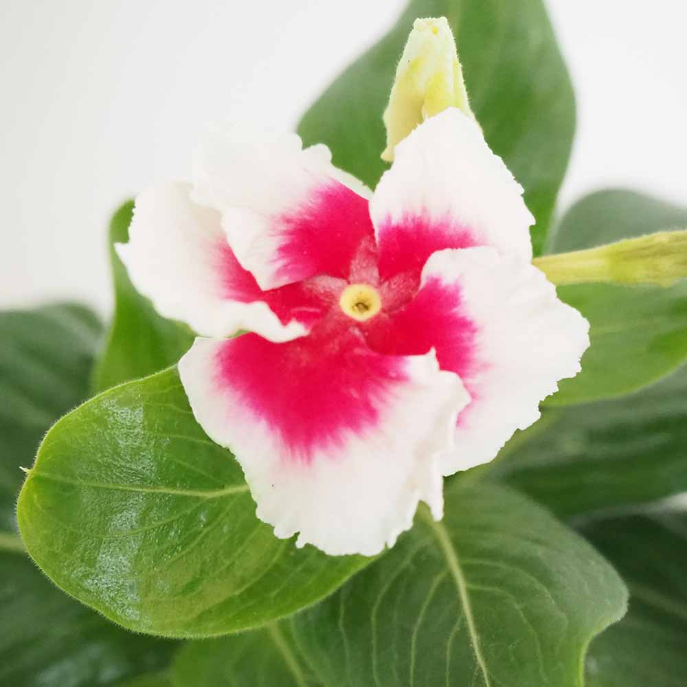 カップ咲きビンカ(日々草) MIKI 【花苗 3号】