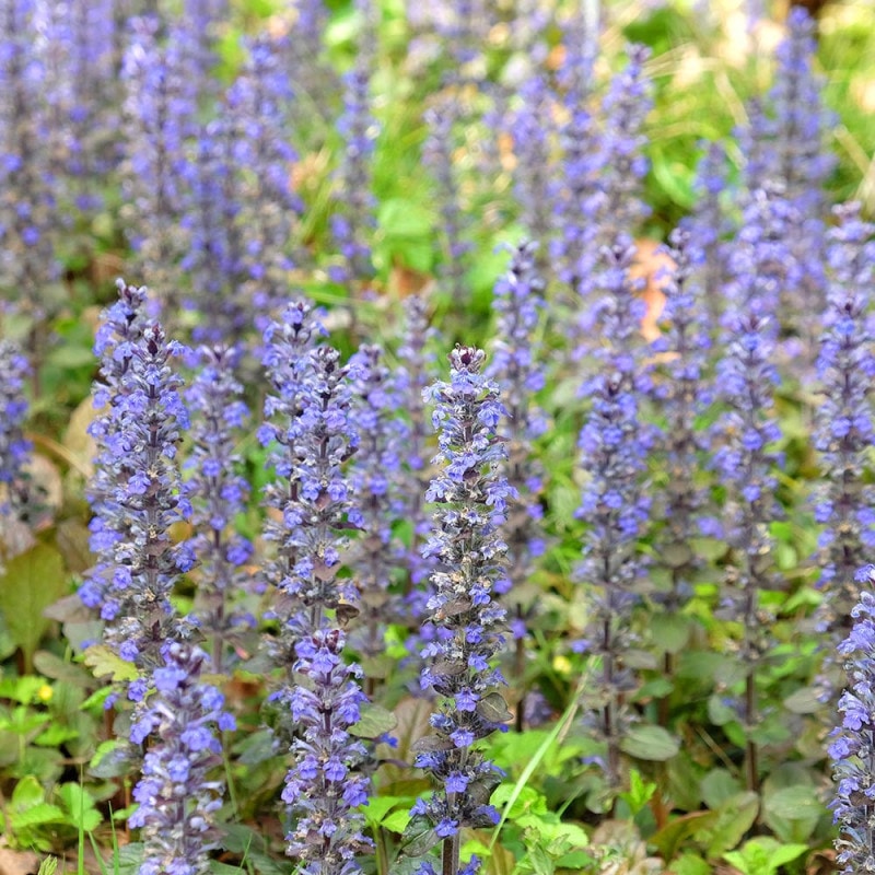 パキラ ミルキーウェイ 【観葉植物 6号／1個売り】｜ 【植物の