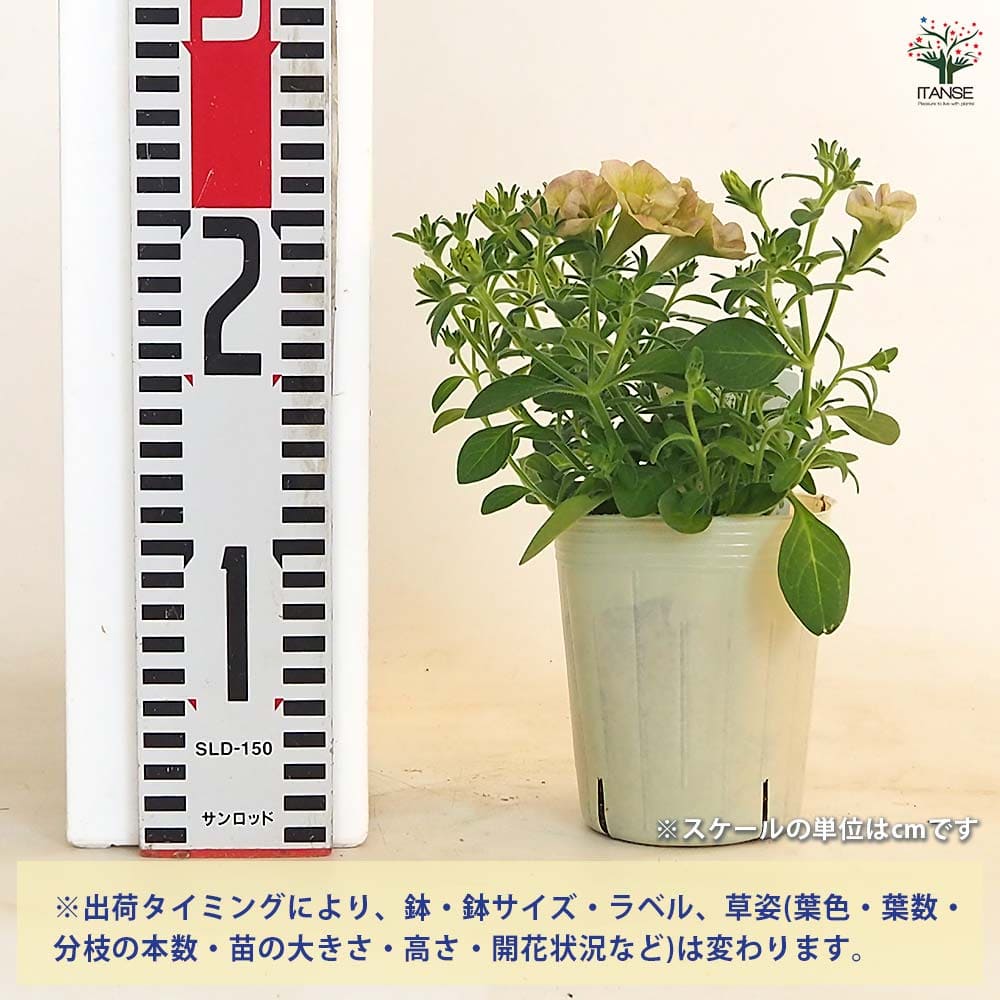ペチュニア マテリアルドレス グレイッシュピンク 【花苗 3号